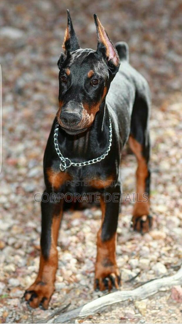 1-3 months Male Purebred Doberman Pinscher · Photo 1