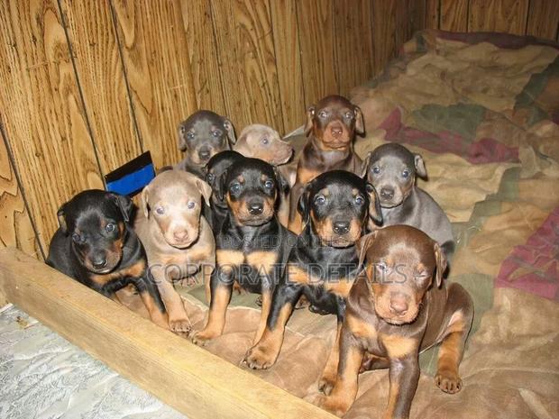1-3 months Male Purebred Doberman Pinscher · Photo 1