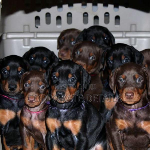 1-3 months Male Purebred Doberman Pinscher · Photo 1