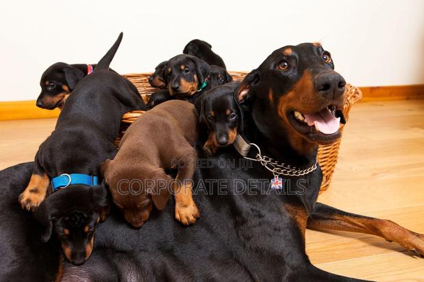 1-3 months Male Purebred Doberman Pinscher · Photo 2