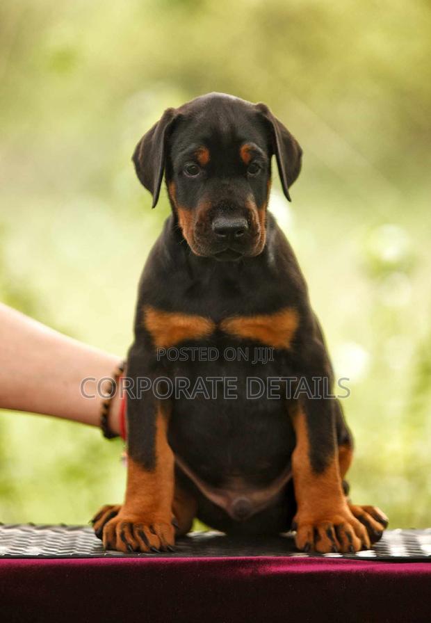 1-3 months Male Purebred Doberman Pinscher · Photo 3