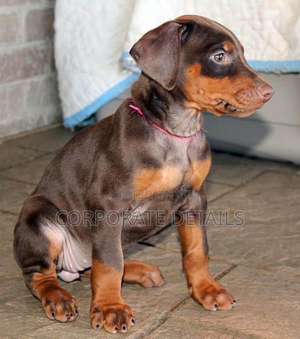 1-3 months Male Purebred Doberman Pinscher · Photo 1