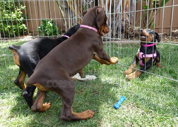 1-3 months Male Purebred Doberman Pinscher · Photo 1