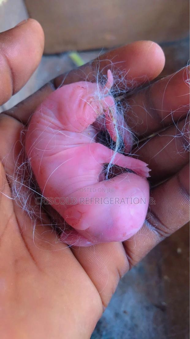 Rabbits for Sale photo 10