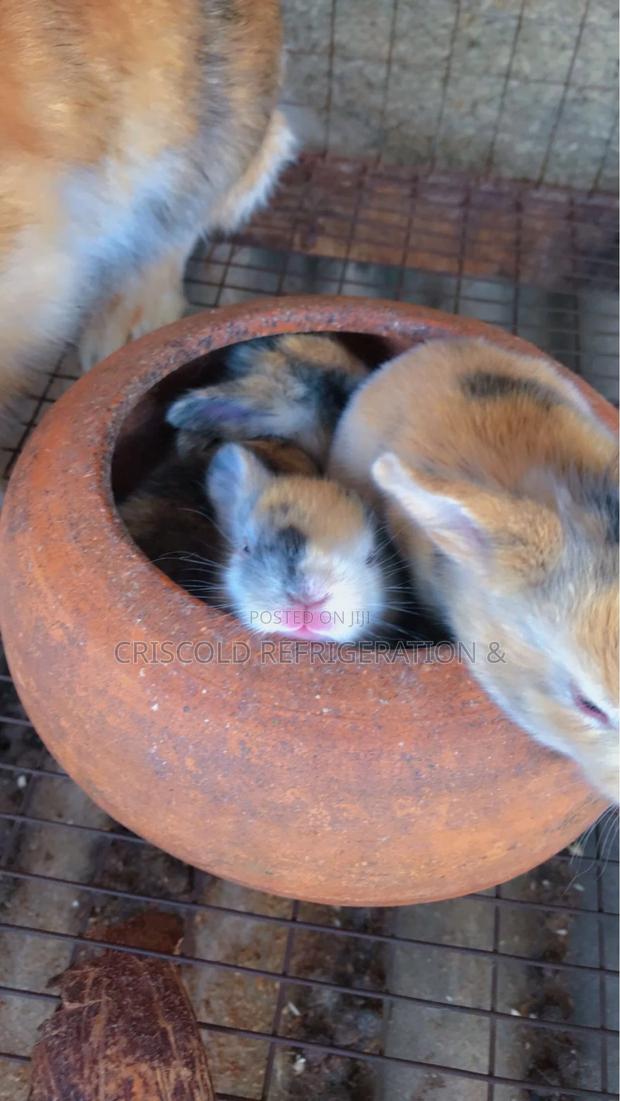 Rabbits for Sale photo 13