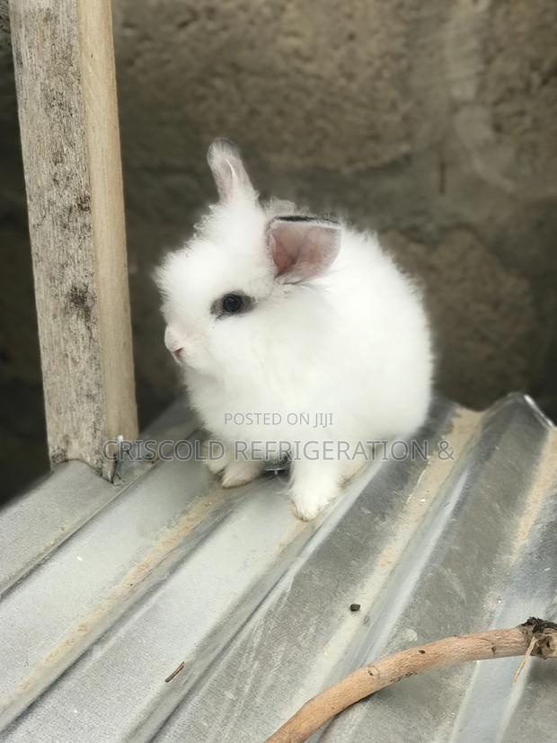 Rabbits for Sale photo 14