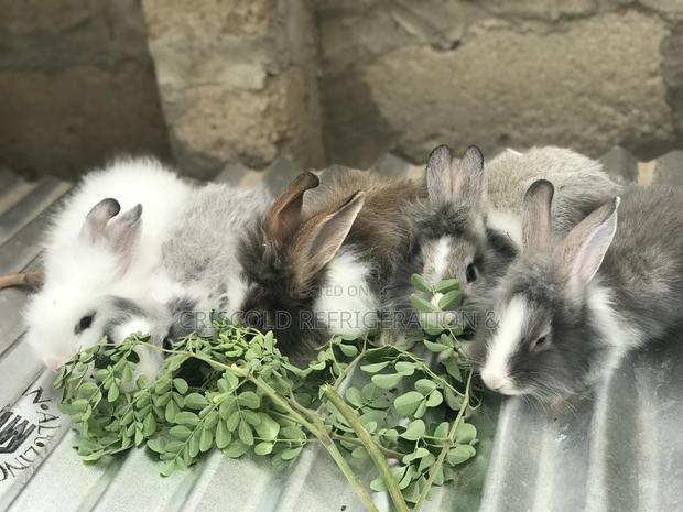 Rabbits for Sale photo 15