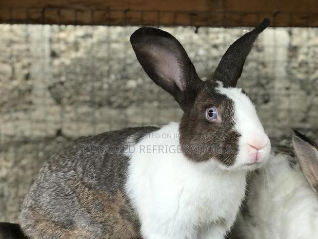 Rabbits for Sale photo 12