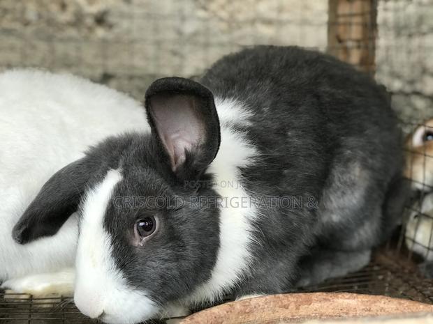 Rabbits for Sale photo 11