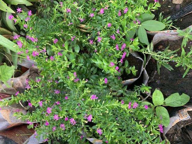 Cuphea Hyssopifolia Flower for Sale