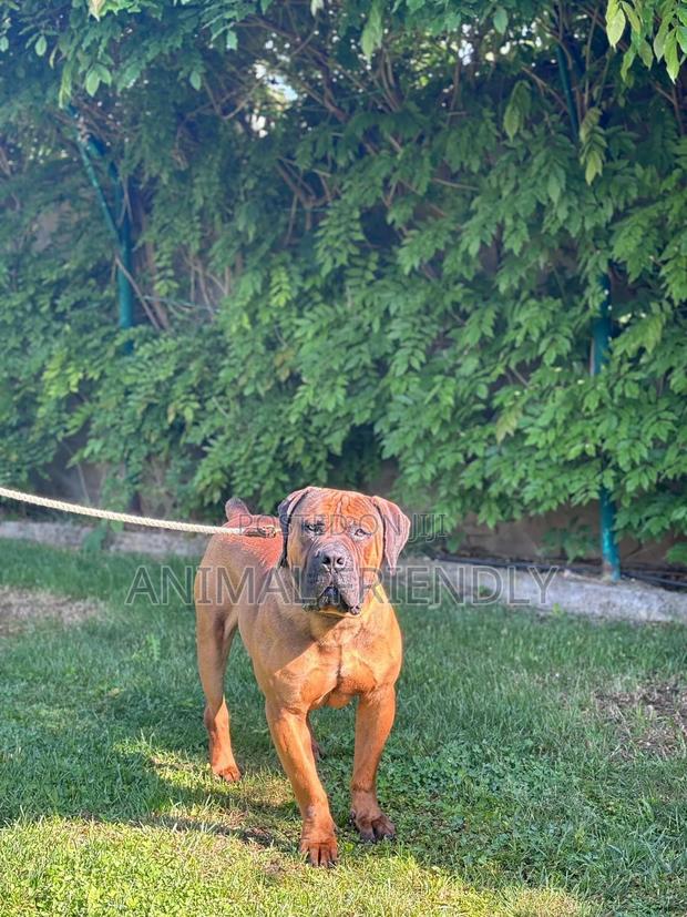 3-6 months Male Purebred Boerboel · Photo 2