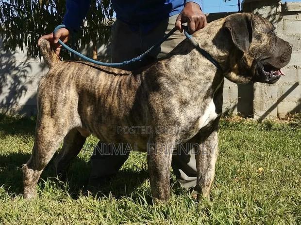 1-3 months Female Purebred Boerboel · Photo 2