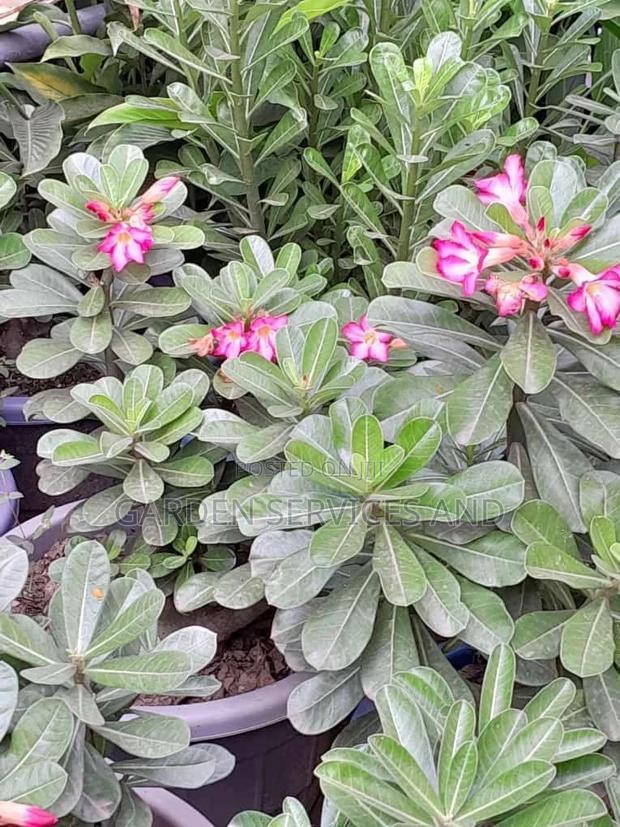 Desert Rose for Sale photo 3
