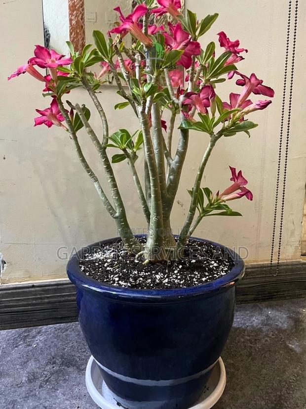 Desert Rose for Sale photo 2
