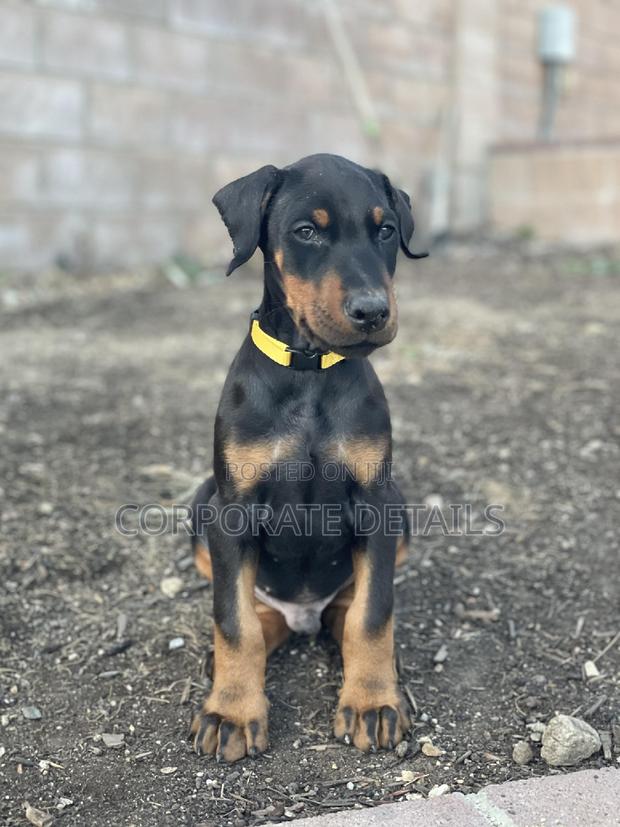 1-3 months Male Purebred Doberman Pinscher · Photo 1