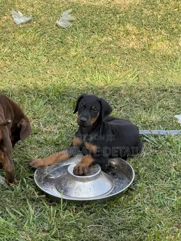 1-3 months Male Purebred Doberman Pinscher · Photo 1