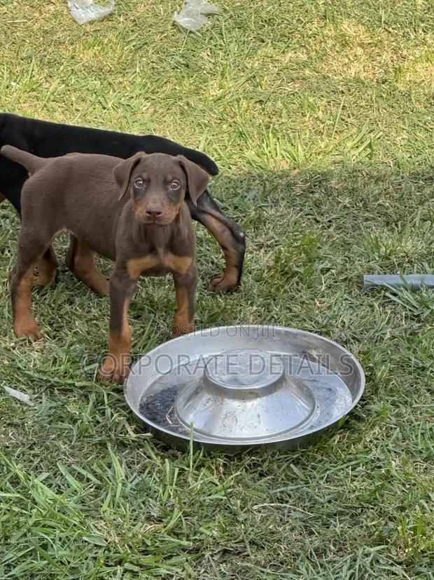 1-3 months Male Purebred Doberman Pinscher · Photo 1