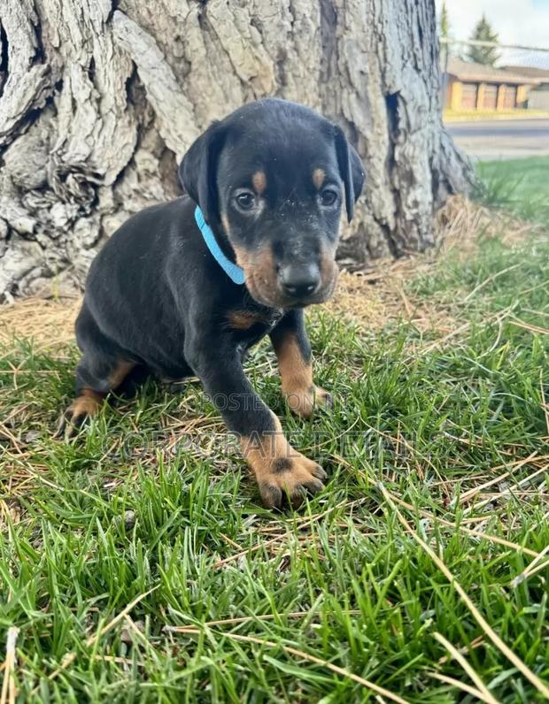 1-3 months Male Purebred Doberman Pinscher · Photo 1