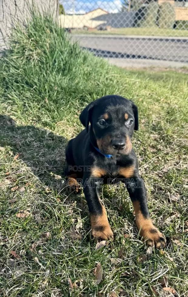 1-3 months Male Purebred Doberman Pinscher · Photo 1