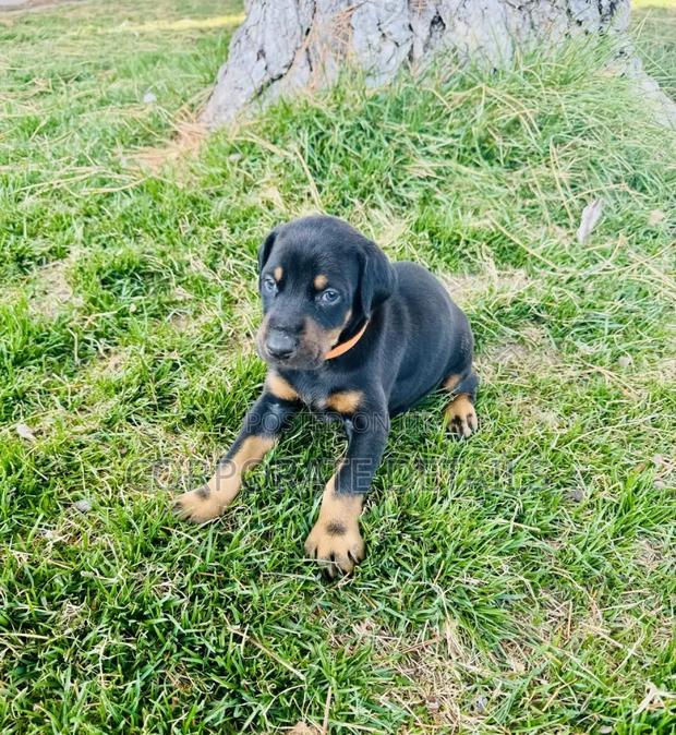 1-3 months Male Purebred Doberman Pinscher · Photo 1