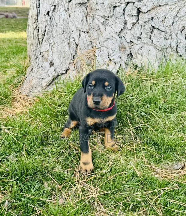 1-3 months Male Purebred Doberman Pinscher · Photo 1