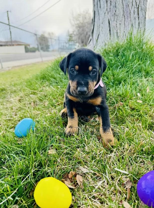 1-3 months Male Purebred Doberman Pinscher · Photo 1