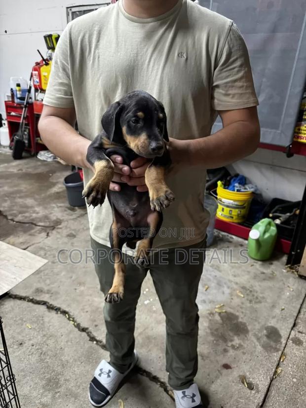 1-3 months Male Purebred Doberman Pinscher · Photo 1
