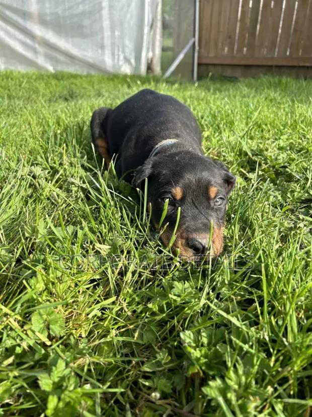 1-3 months Male Purebred Doberman Pinscher · Photo 1