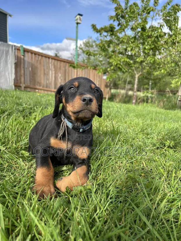1-3 months Male Purebred Doberman Pinscher · Photo 1