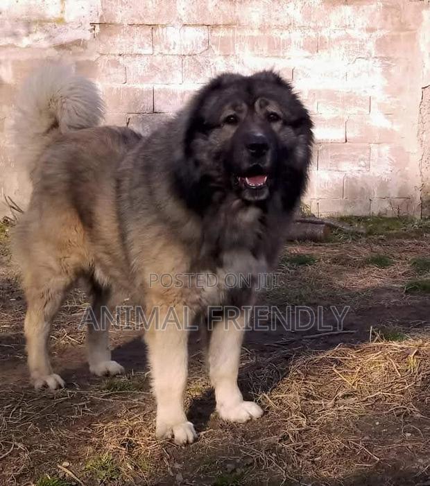 1-3 months Male Purebred Caucasian Shepherd · Photo 2