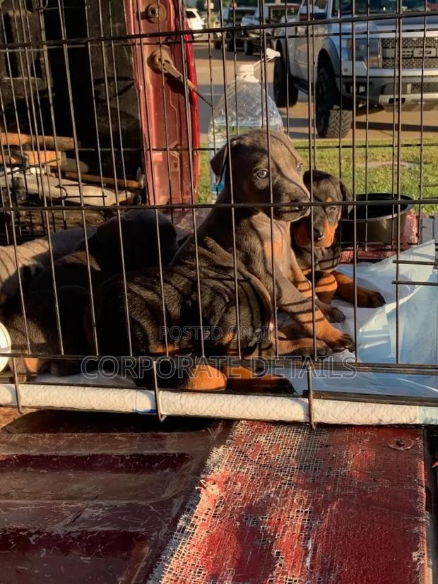1-3 months Male Purebred Doberman Pinscher · Photo 1