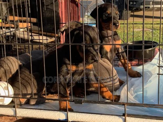 1-3 months Male Purebred Doberman Pinscher · Photo 1