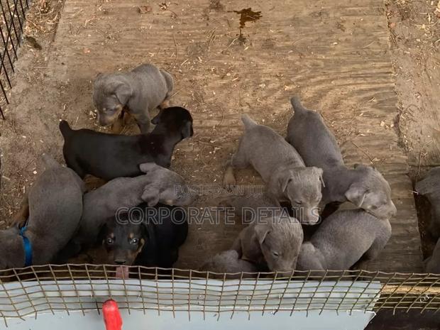 1-3 months Male Purebred Doberman Pinscher · Photo 1