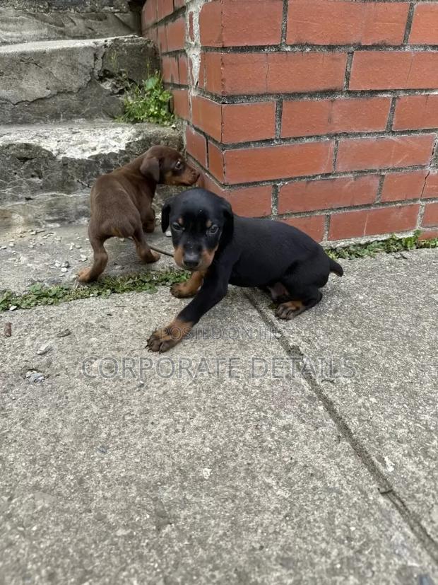 1-3 months Male Purebred Doberman Pinscher · Photo 1