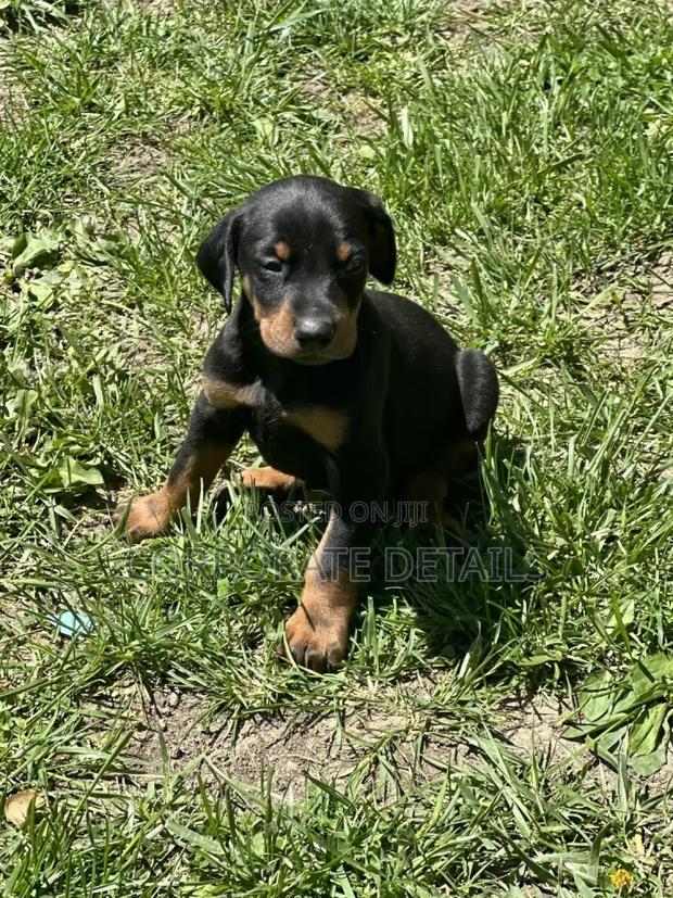 1-3 months Male Purebred Doberman Pinscher · Photo 1