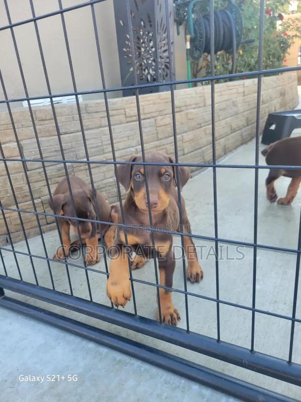 1-3 months Male Purebred Doberman Pinscher · Photo 2