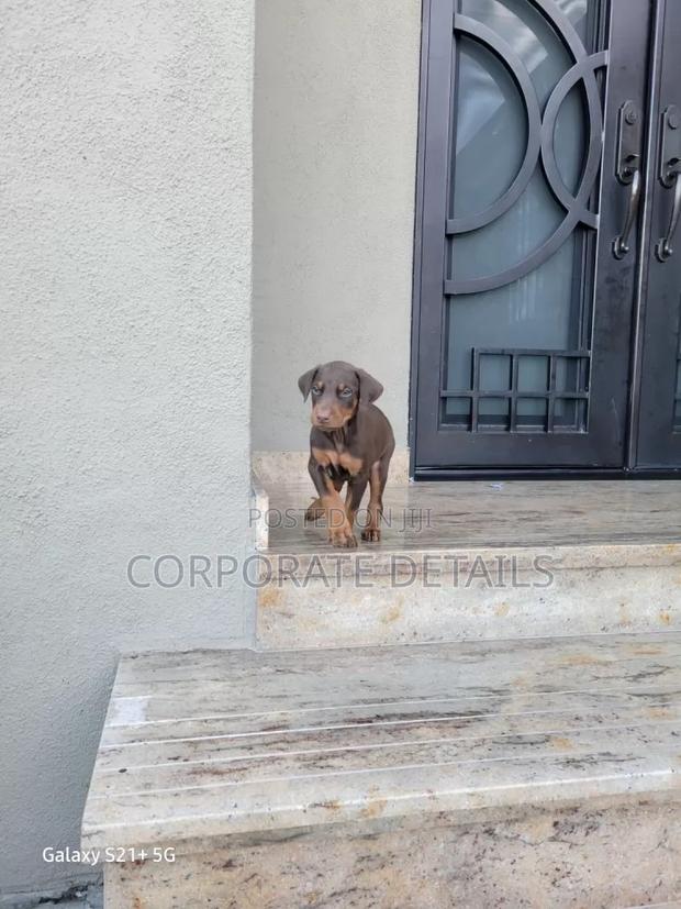 1-3 months Male Purebred Doberman Pinscher · Photo 2