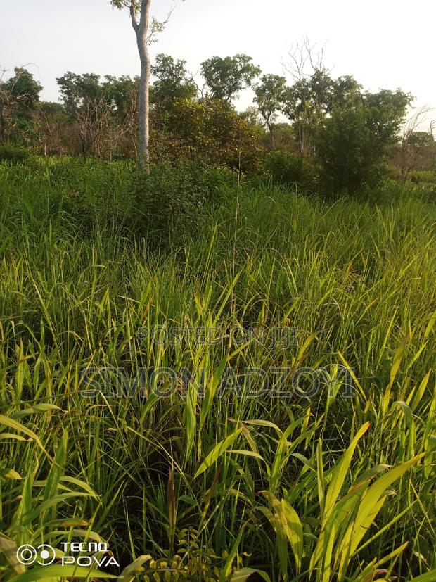 100,000 Acres of Farm Land for Sale or Lease