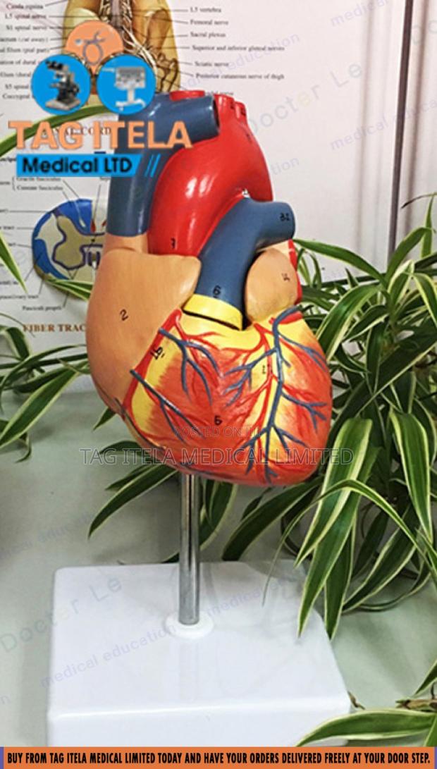 Anatomy Heart Model · Photo 2
