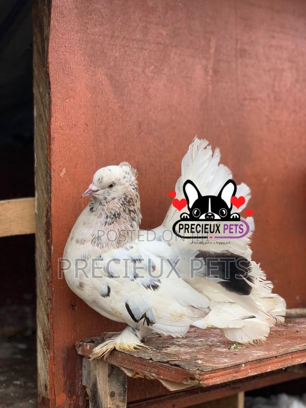 Indian Fantail Fancy Pigeons · Photo 4