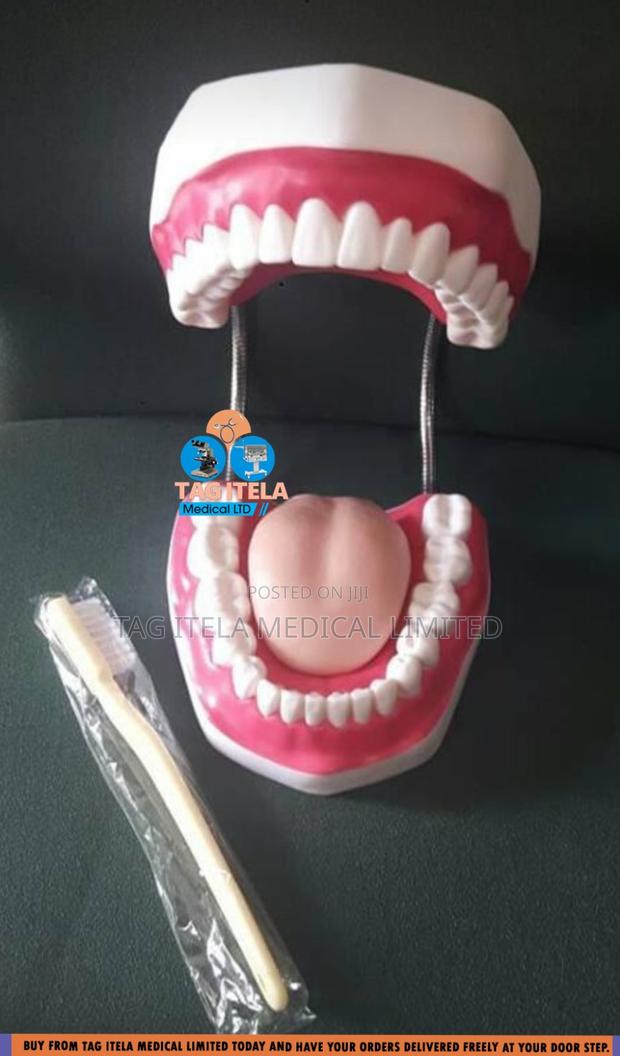 Anatomy Dental Teeth (32 Teeth) · Photo 3