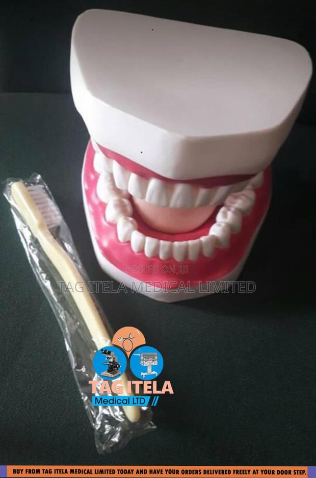 Anatomy Dental Teeth (32 Teeth) · Photo 4