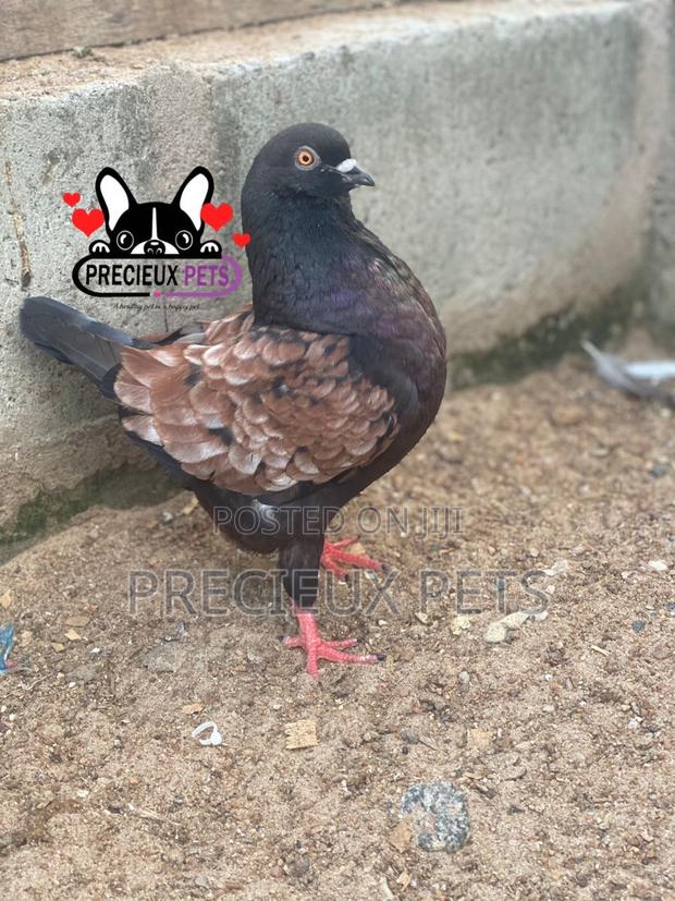 Modena Pigeons · Photo 4