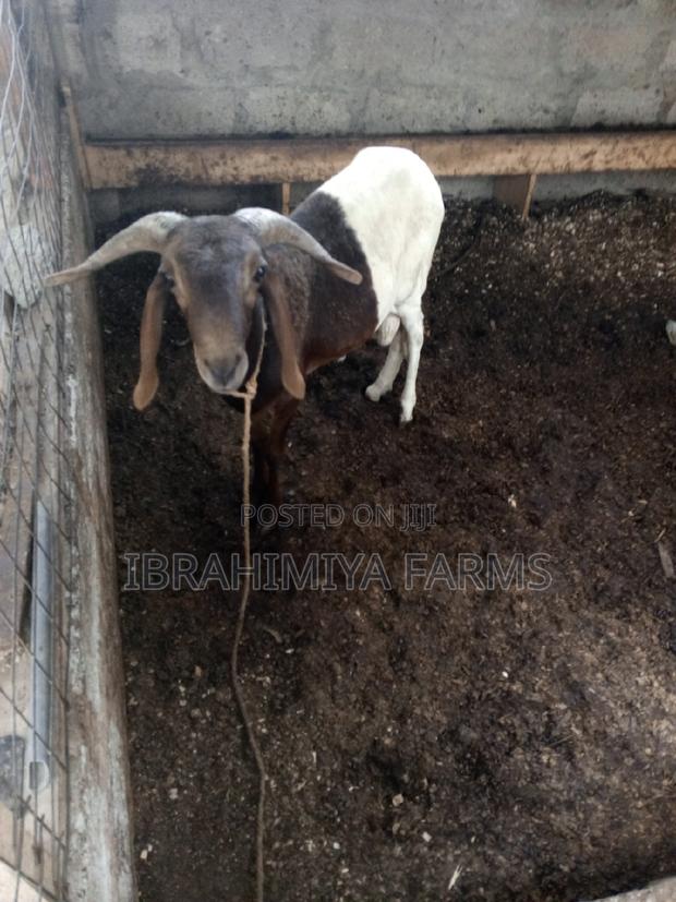 Affordable Sheep · Photo 4