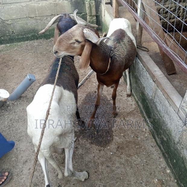Affordable Sheep · Photo 3