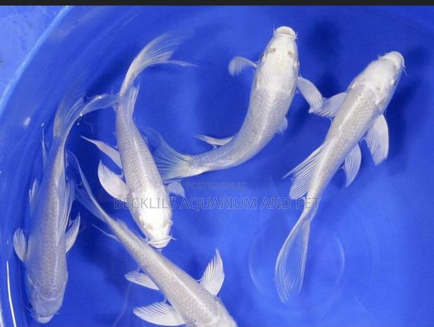 Platinum Koi’S · Photo 2
