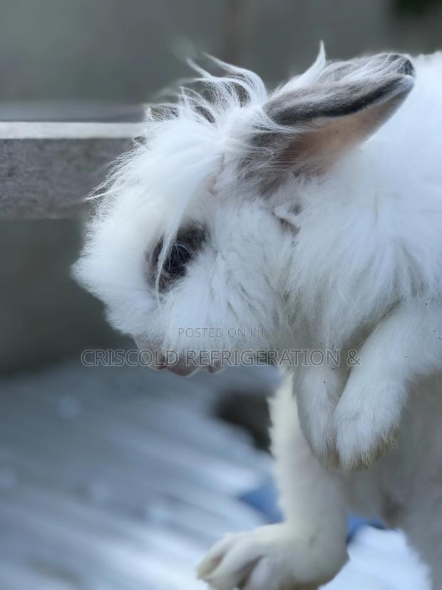 Rabbits for Sale photo 16