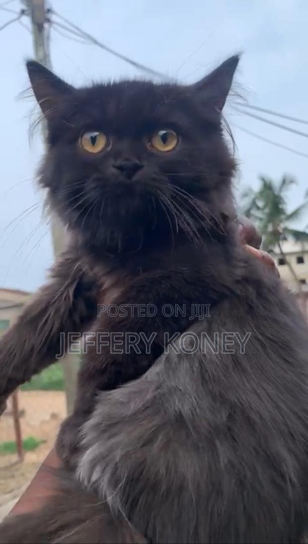 1-3 months Male Purebred Persian · Photo 4
