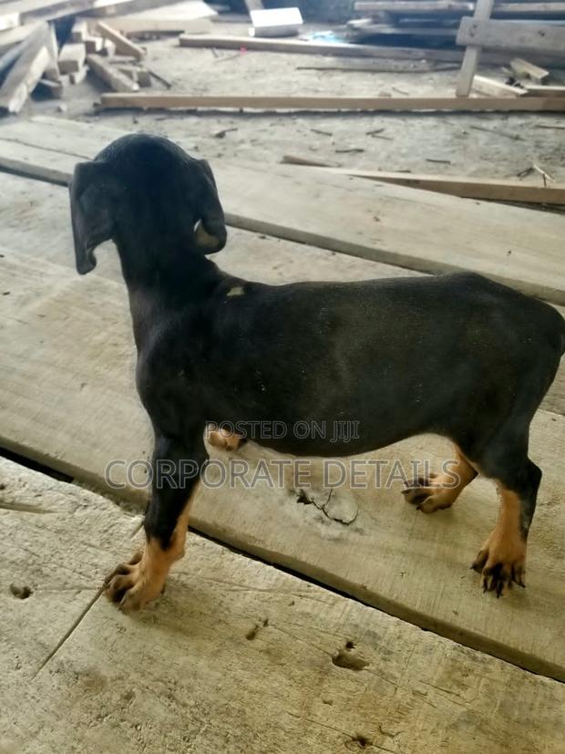 1-3 months Male Purebred Doberman Pinscher · Photo 2