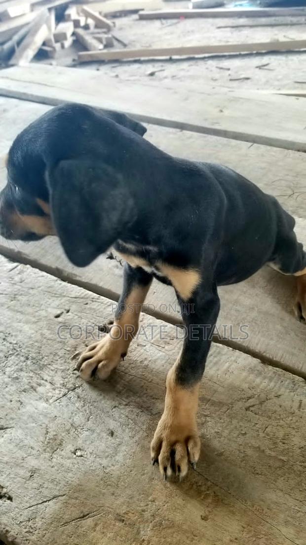 1-3 months Male Purebred Doberman Pinscher · Photo 2